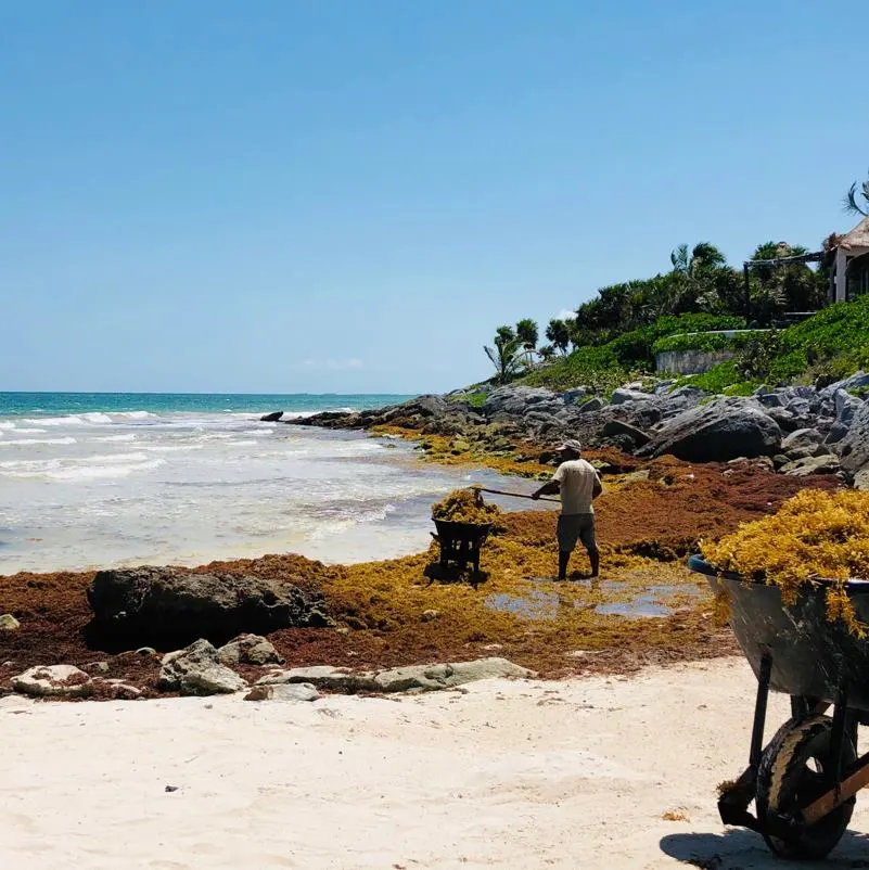 Sargassum being cleaned up in Tulum