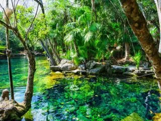 Yucatan cenote in jungle