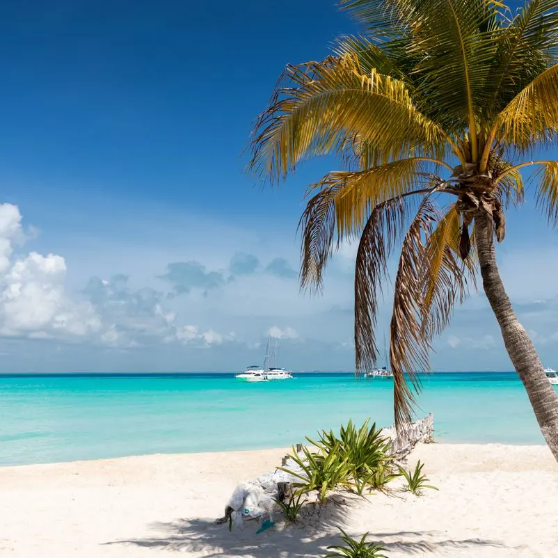 Palm tree and plants on Playa Norte on Isla Mujeres