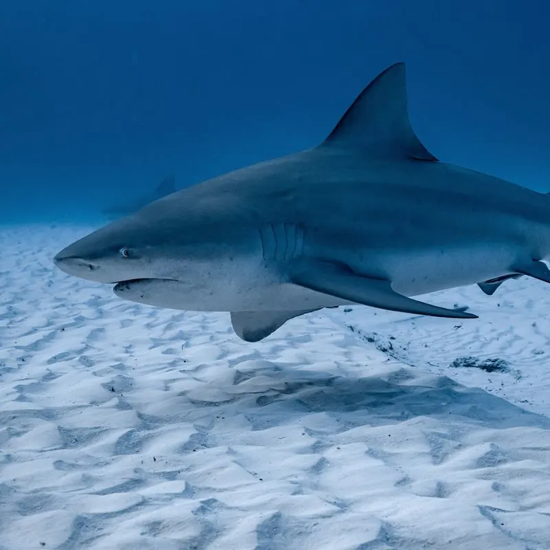 Bull Shark In Playa del Carmen Waters