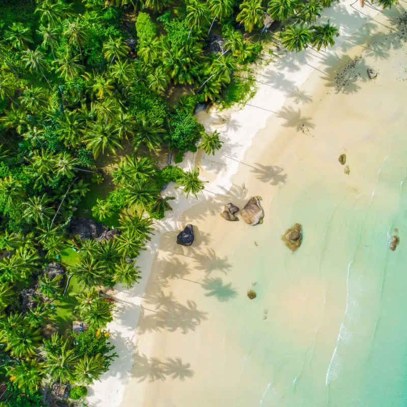 lush tropical paradise in the mexican caribbean