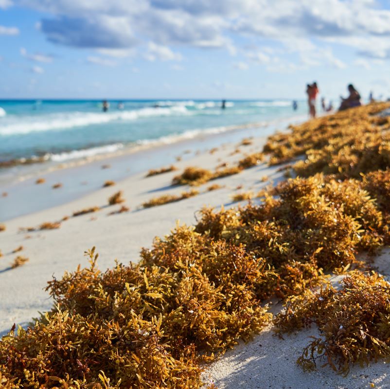 close up of sargassum on beach in Mexican Caribbean