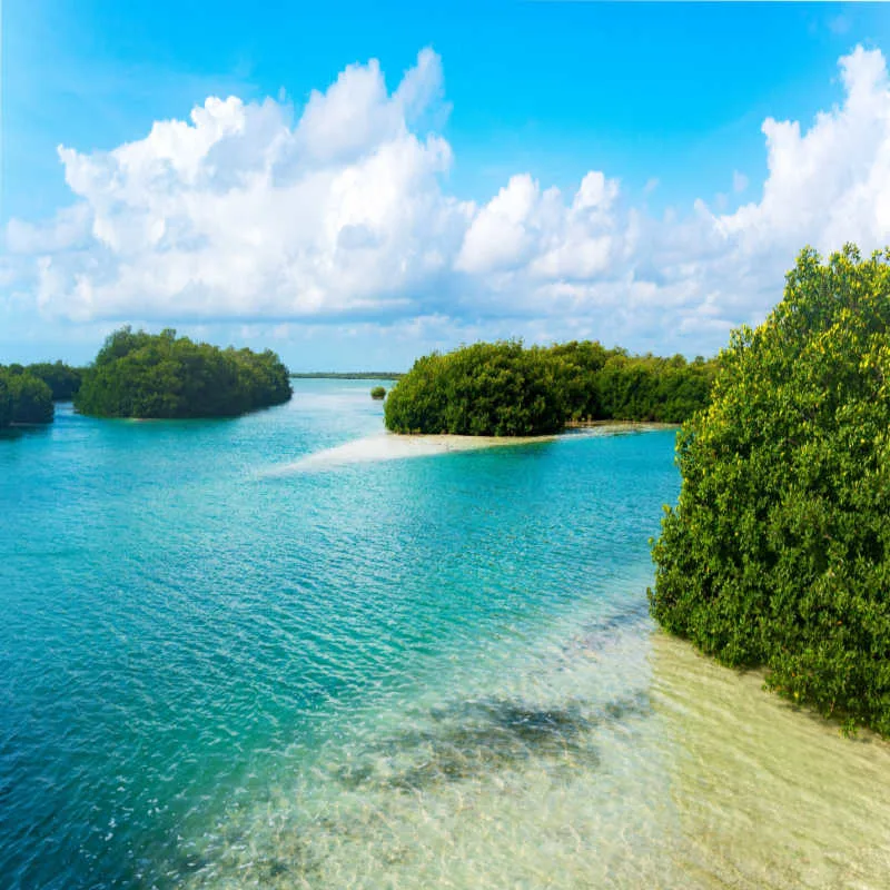 mangroves at the sian ka'an reserve 