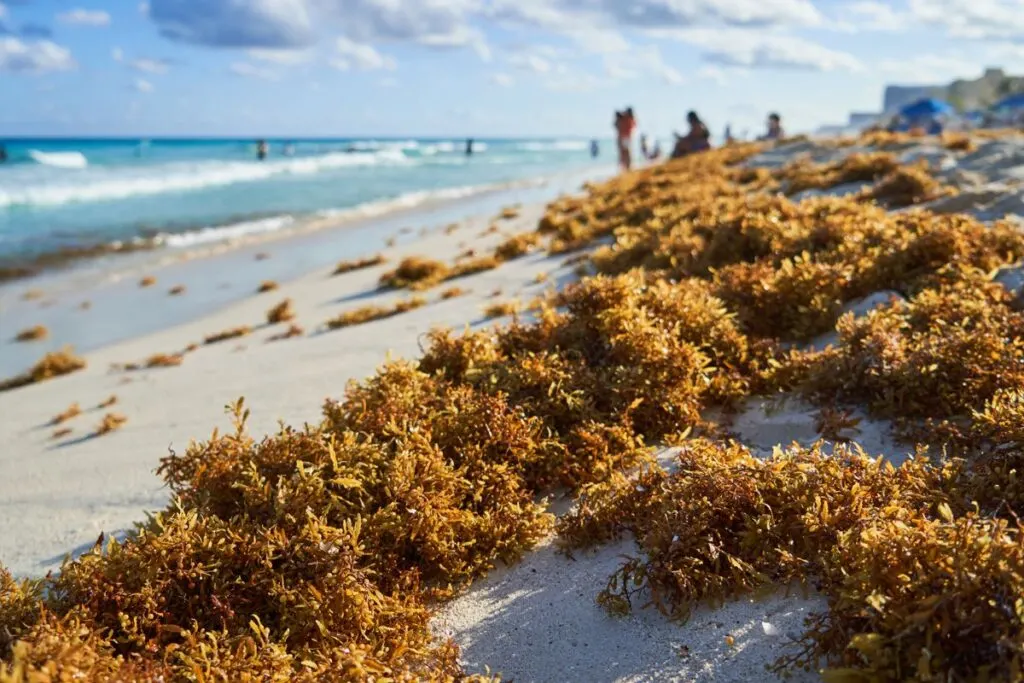 Why Cancun Tourists Don't Need To Worry About Latest Sargassum Arrival