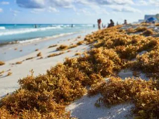 Why Cancun Tourists Don't Need To Worry About Latest Sargassum Arrival