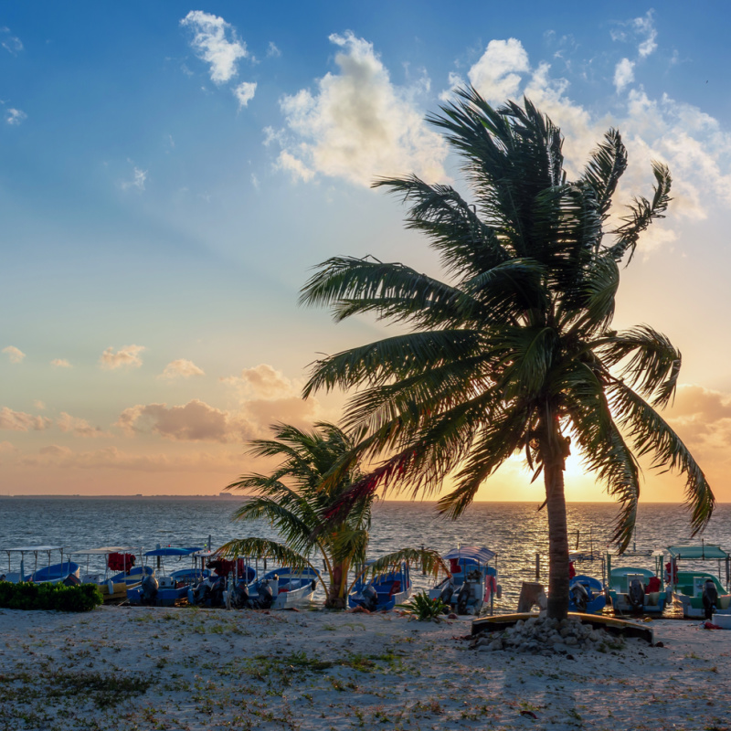 sunset on cancun beach behind a palm tree
