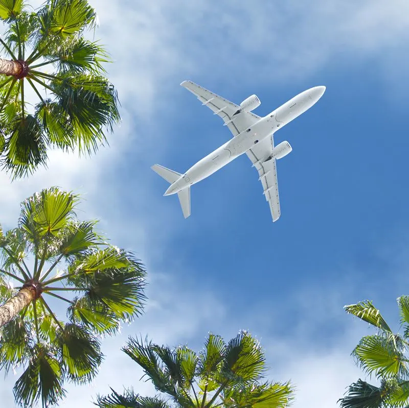 Airplane flying over tropical palm trees