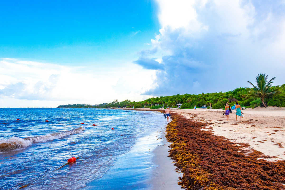 A popular Playa del Carmen beach covered in sargassum