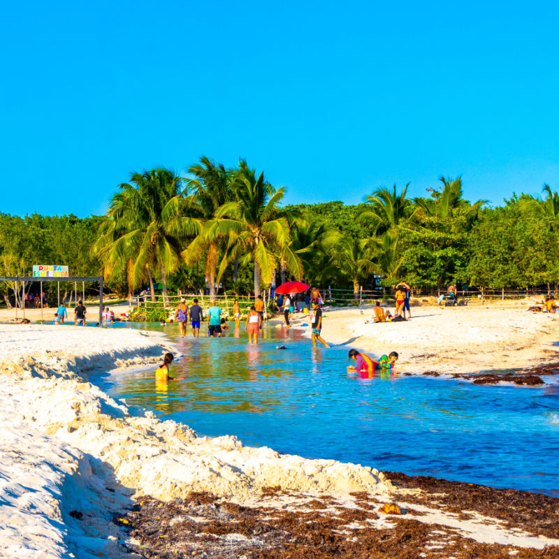 Sargassum on a Beach in Playa del Carmen, Mexico