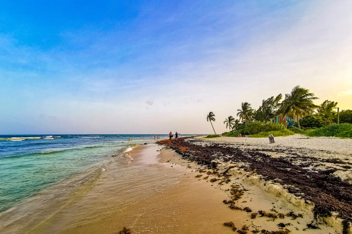 sargassum on beach in Mexican Caribbean