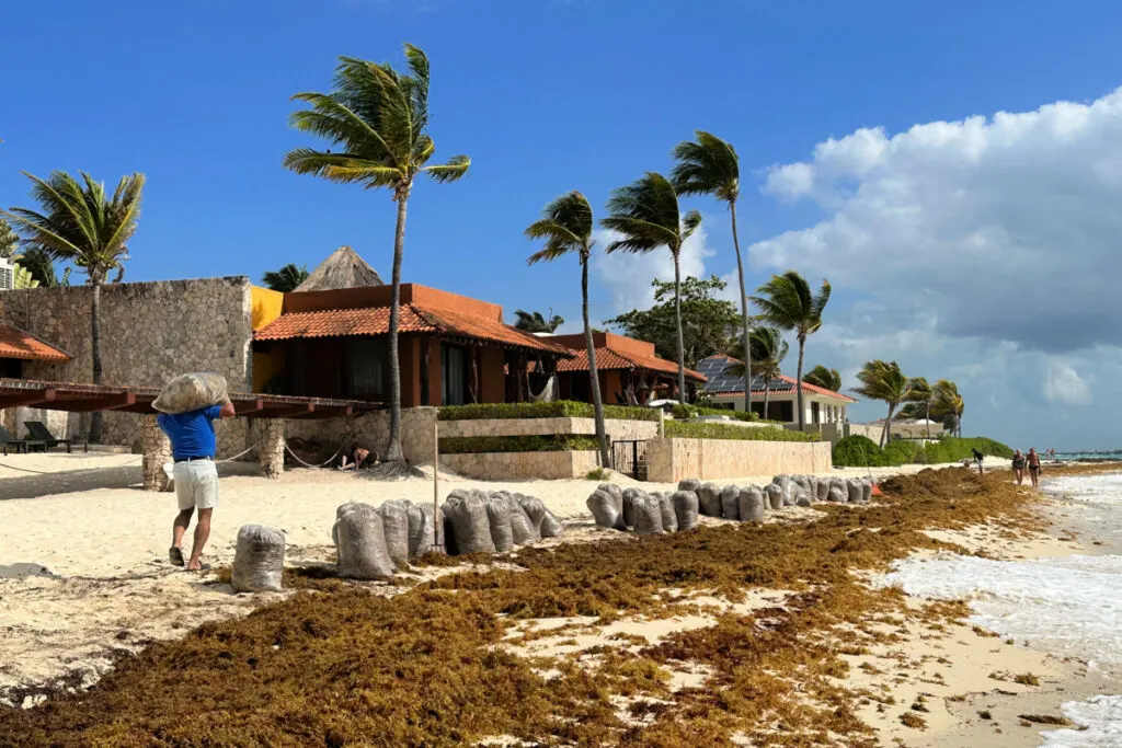 Cancun Hiring More Staff To Fight Sargassum Invasion This Year