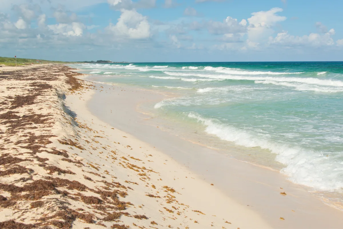 Sargassum Seaweed on a Beautiful Beach in Cozumel, Mexico