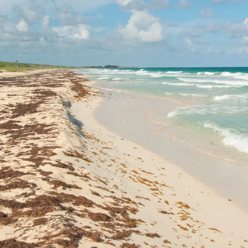 Sargassum Seaweed on a Beautiful Beach in Cozumel, Mexico