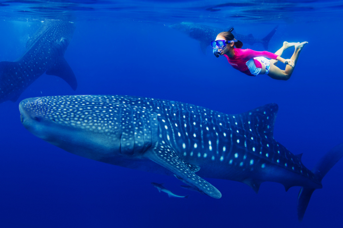 Woman snorkeling with Whale Shark