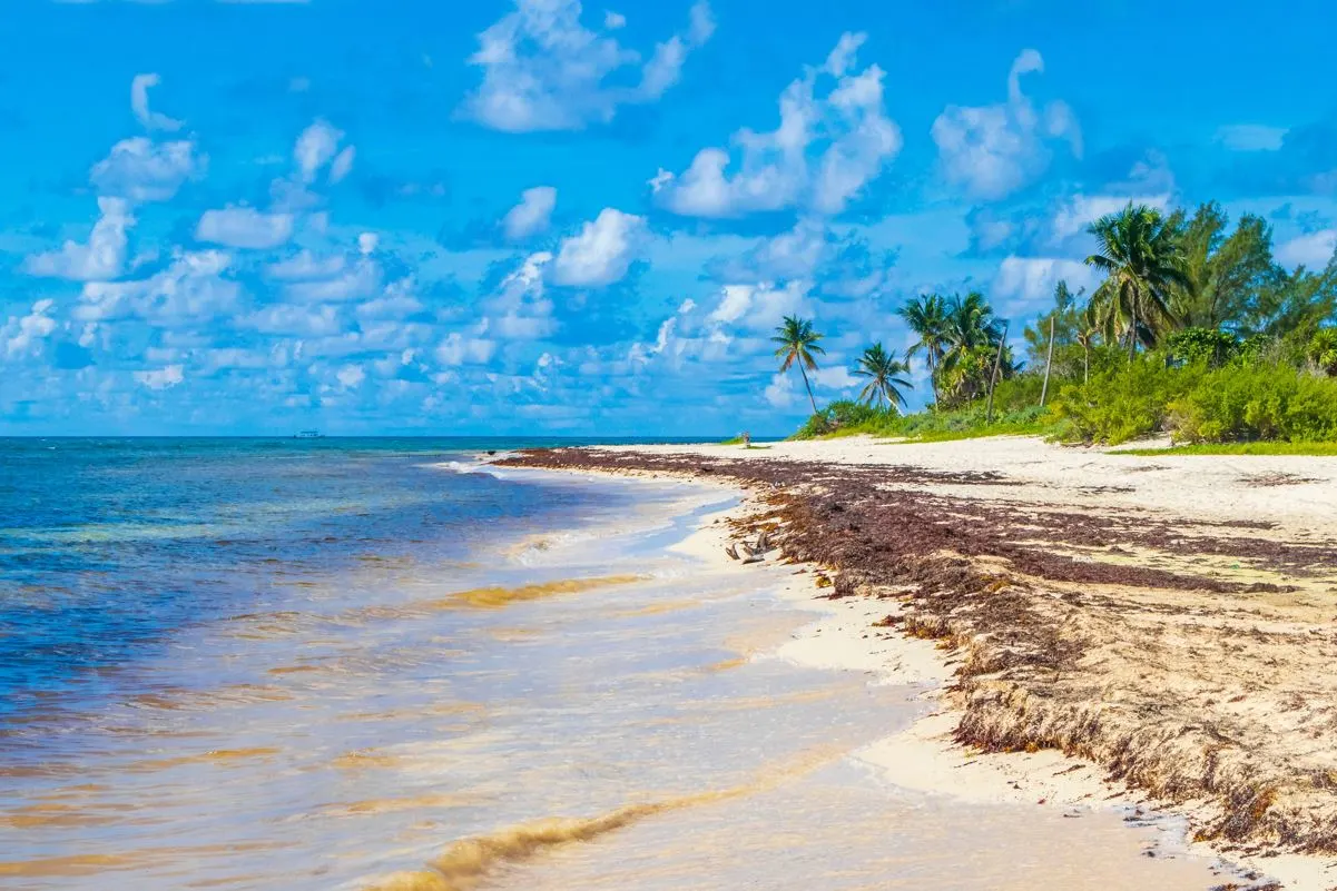 A beach in playa del carmen with a small amount of sargassum washed up
