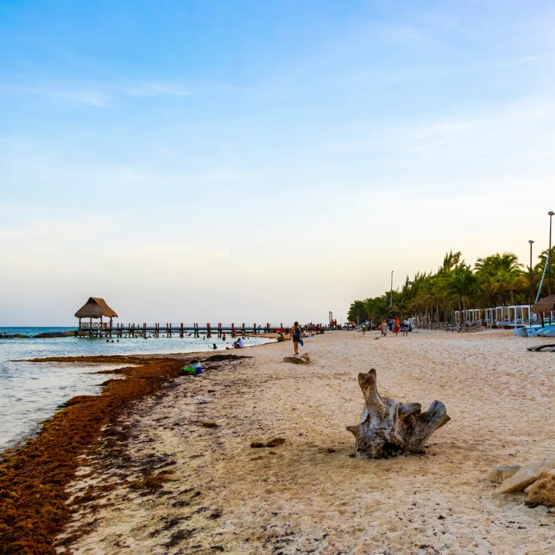 beach in Playa del carmen with sargassum