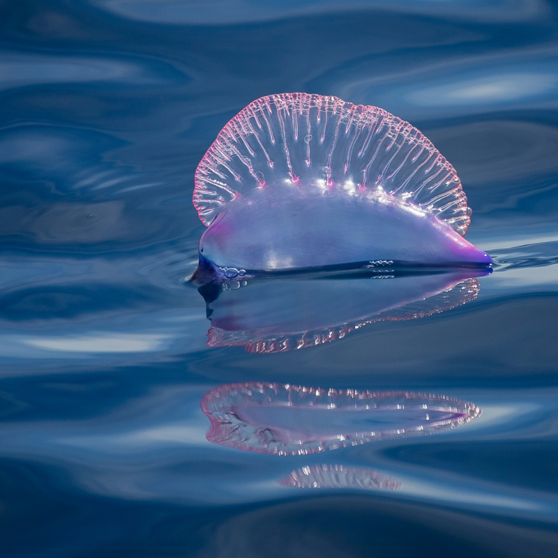 Portuguese Man O War In the 