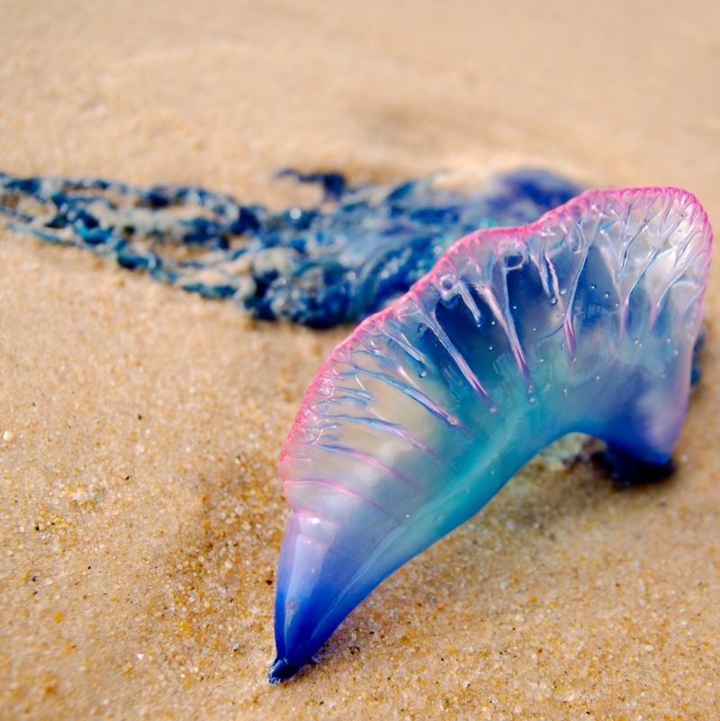 a washed up and dead portuguese man o war