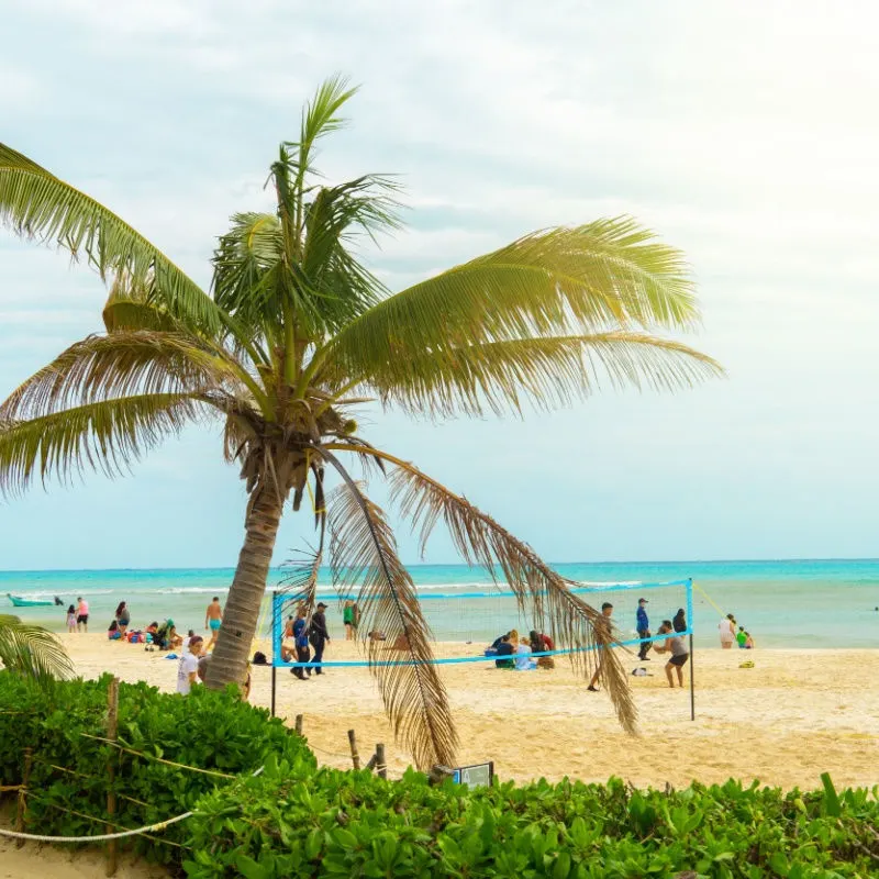 a palm tree behind a playa del carmen beach