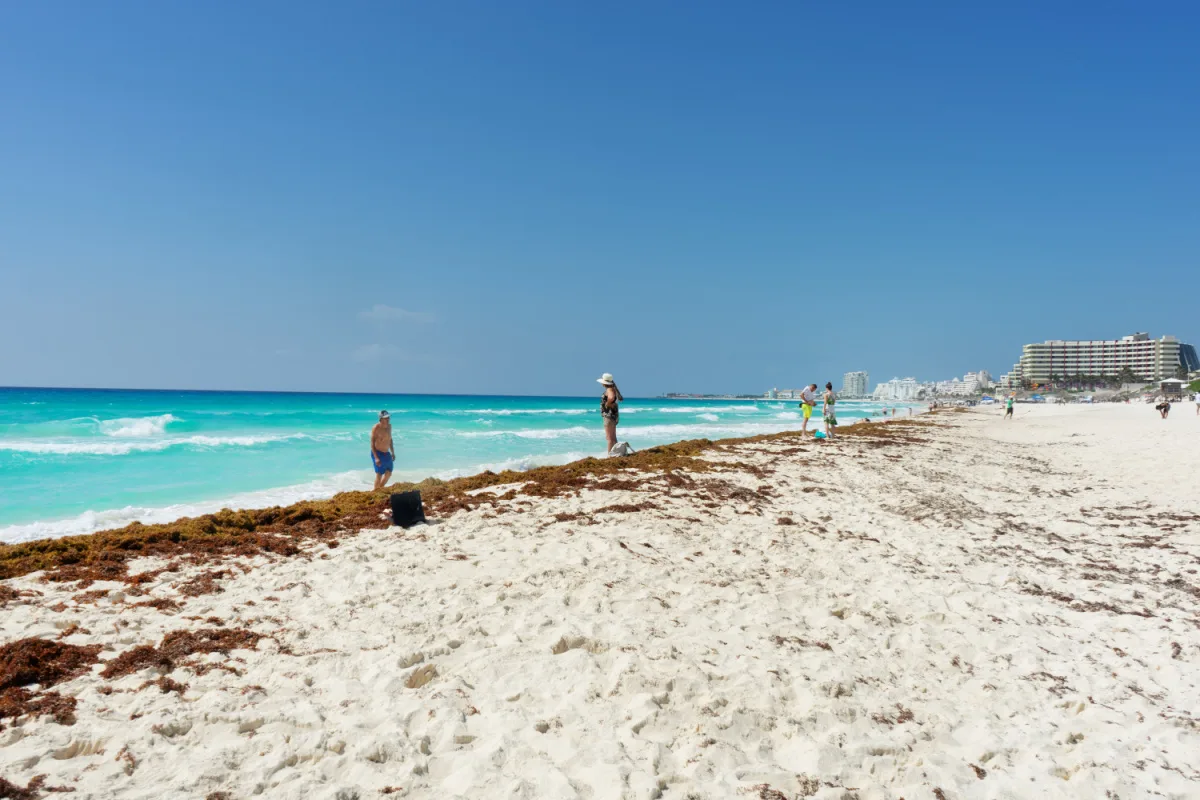Tourists Standing in Sargassum On a Beach in Cancun, Mexico