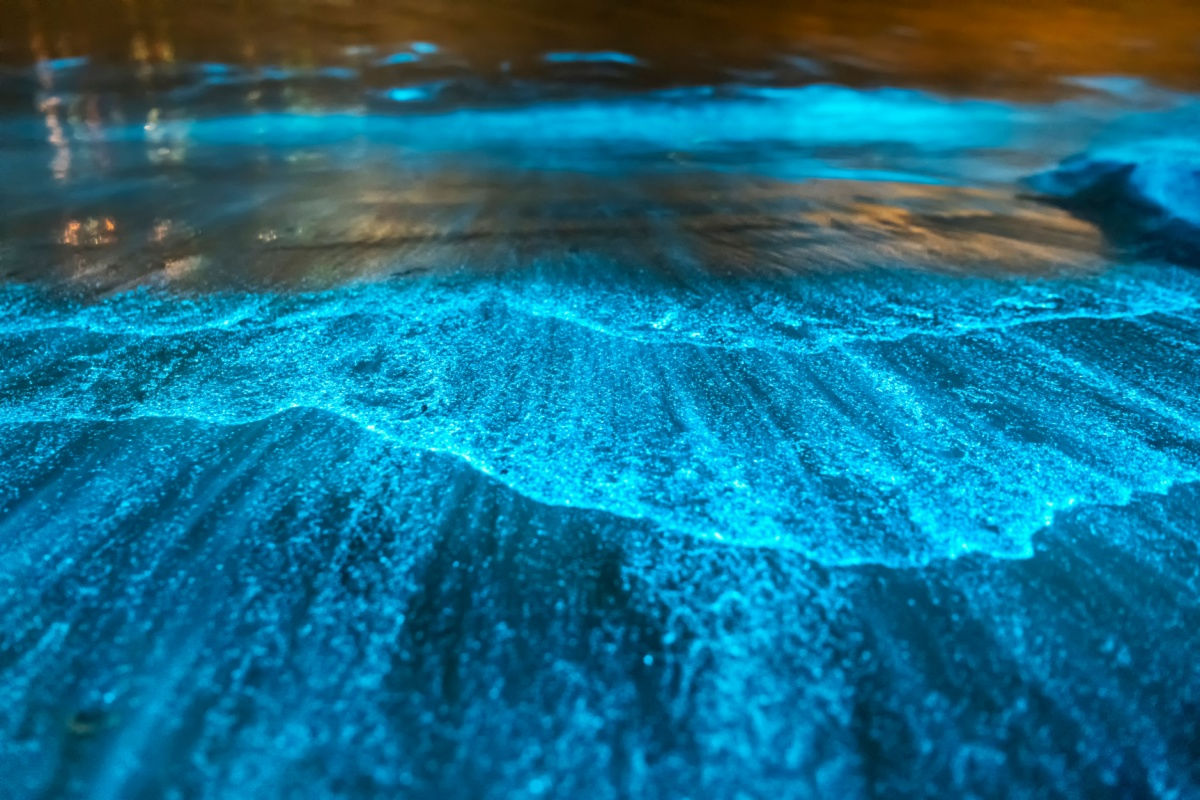 close up view of the bioluminescent beach in holbox