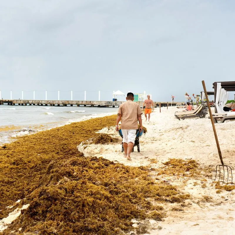 Worker removing sargassum seaweed in Playa del Carmen