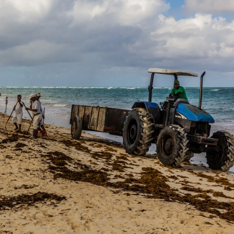 tractor and cleaners on beach with sargassum