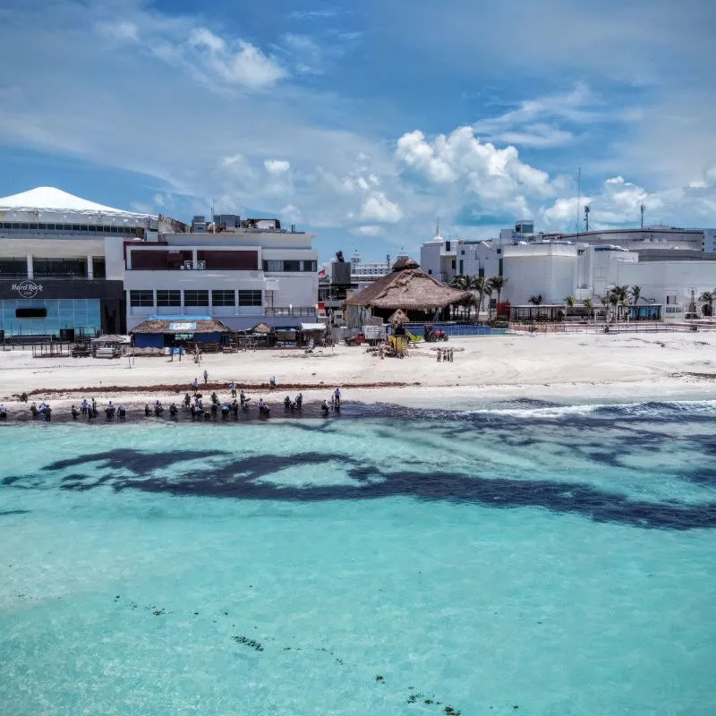 a cancun beach with large amounts of sargassum 