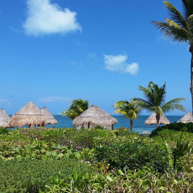 palm trees and lush greenery in costa mujeres 