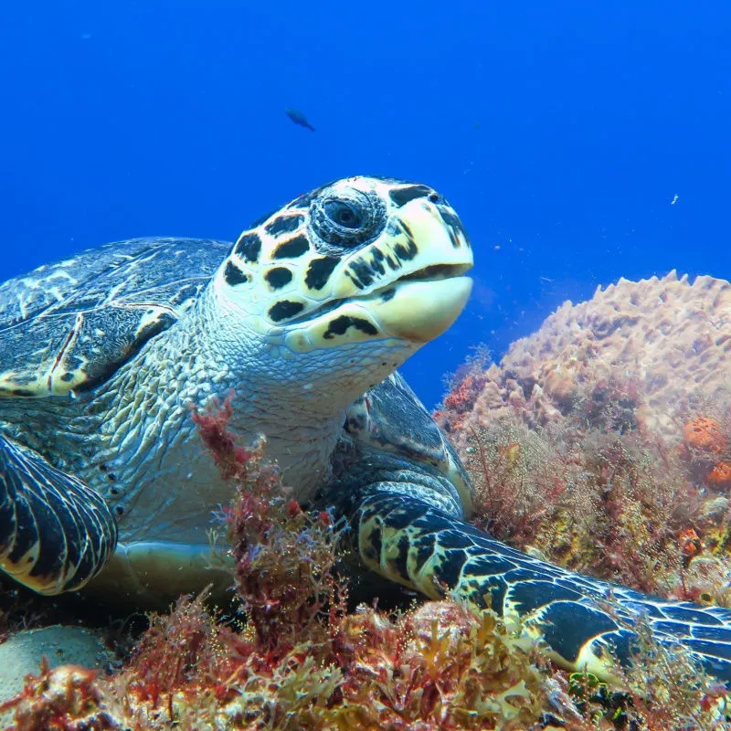 Cozumel turtle