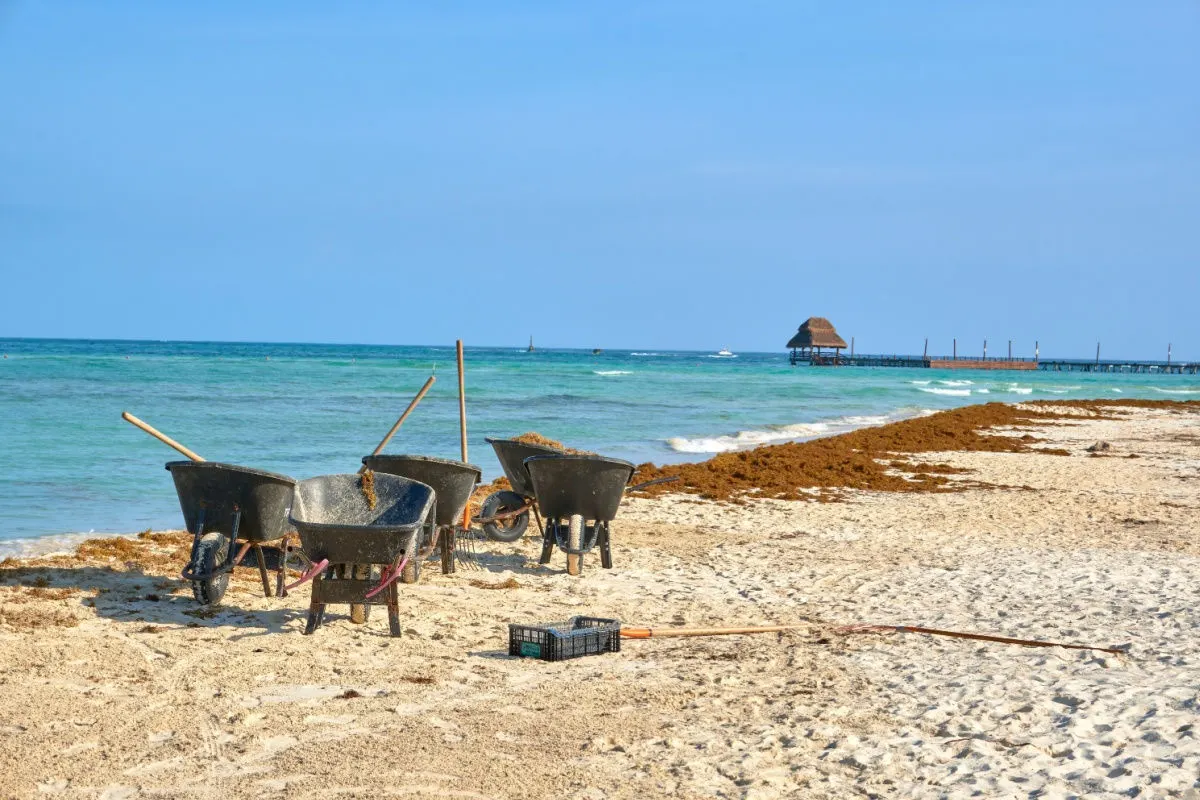 sargassum cleaning efforts in cancun