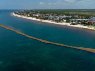 Small Sargassum Barrier in Cancun, Mexico