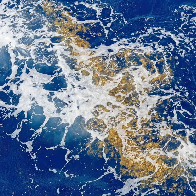 a floating sargassum patch in the atlantic