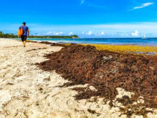 Up To 300 Tons Of Sargassum Hitting Playa Del Carmen Beaches Daily (1)