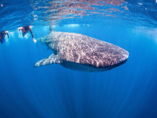 Cancun Whale Shark Tours To Begin This Month With Strict Regulations (1)