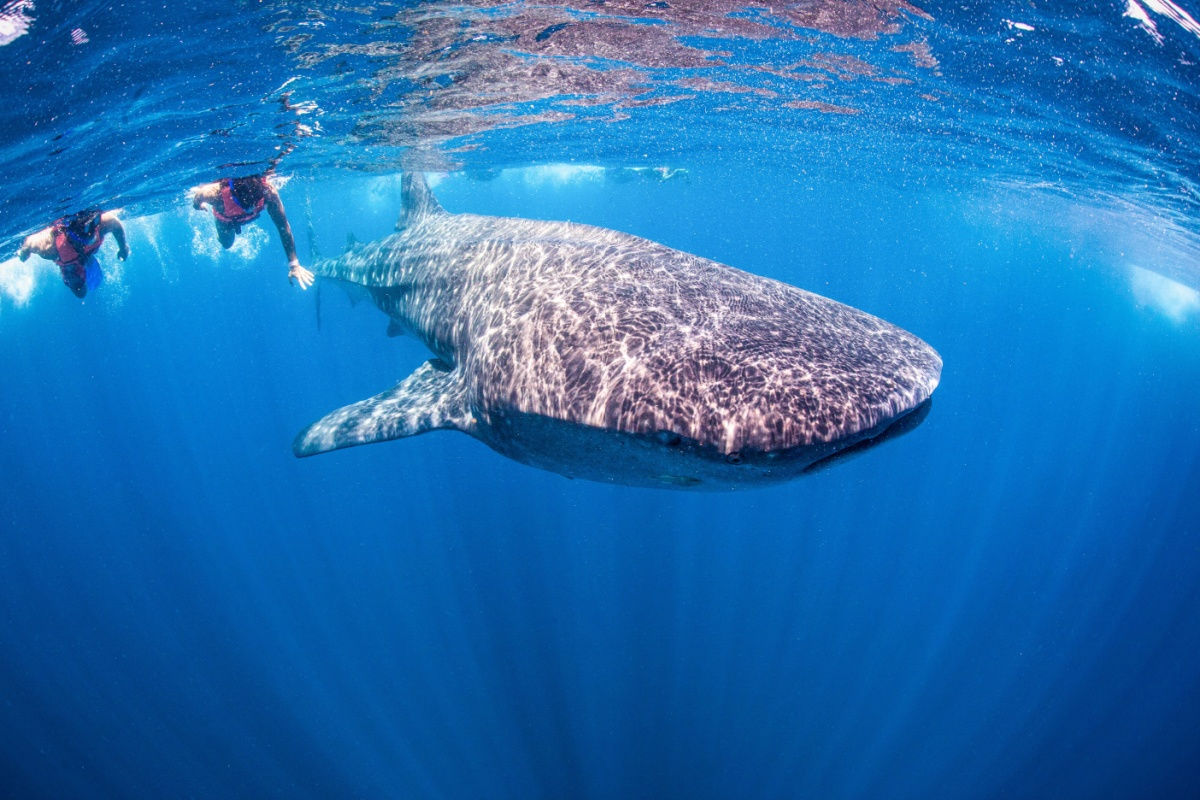 a giant whale shark in isla mujeres with travelers