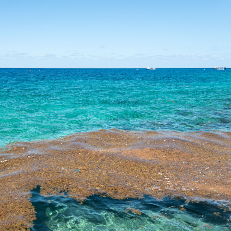 Sargassum Floating in the Mexican Caribbean Sea With Boats in the Distance