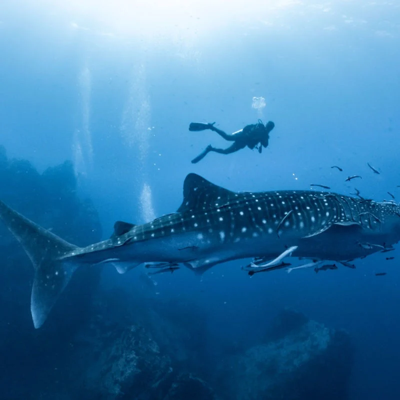 a diver next to a whale shark in the mexican caribbean 