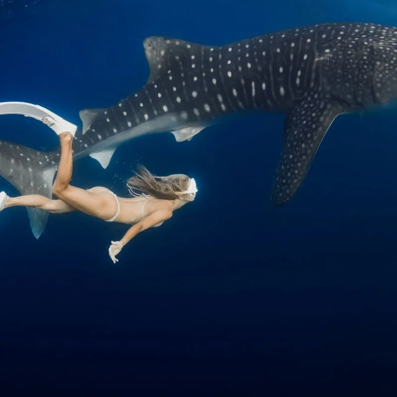 a female traveler swiming alongside a whale shark 