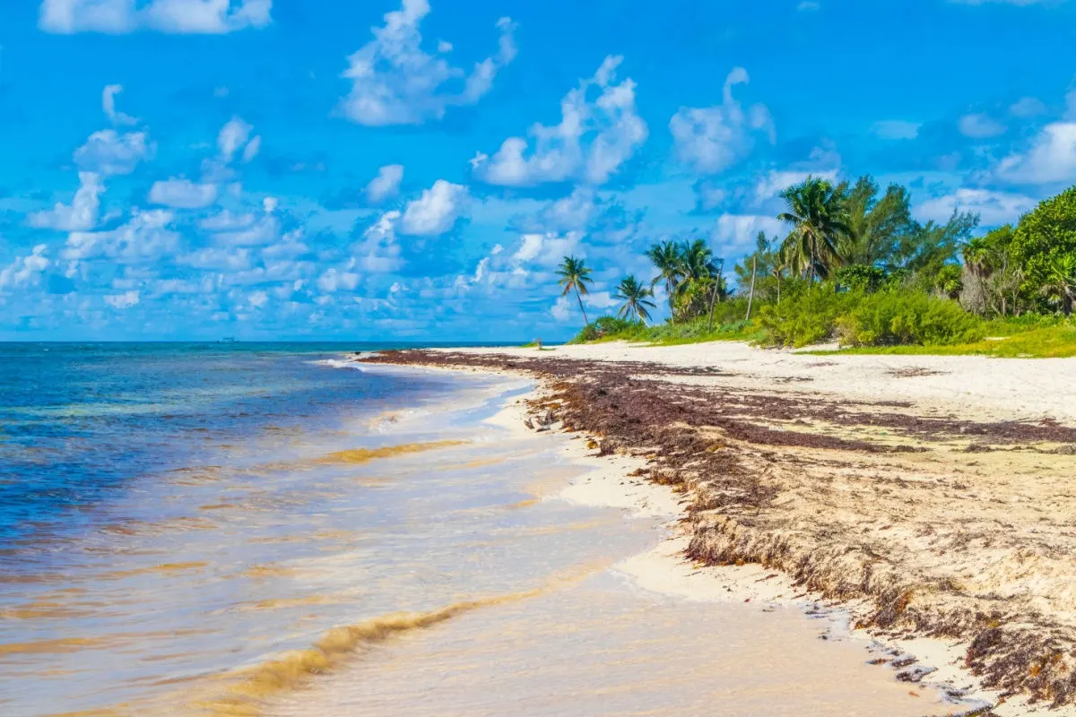 a beach covered in sargassum seaweed in playa del carmen