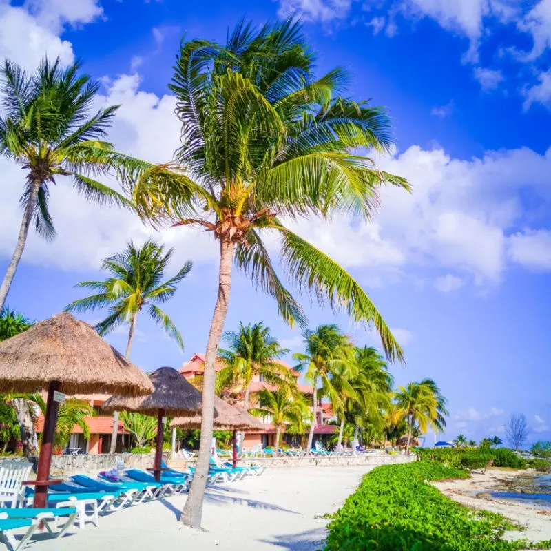 a riviera maya resort with palm trees