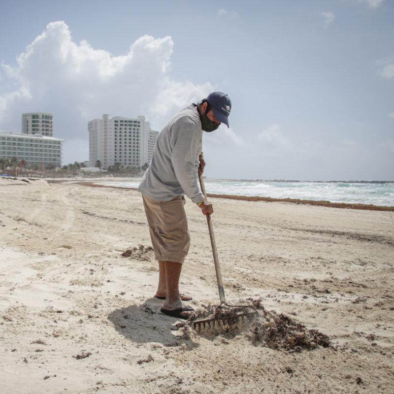 Worker Cleaning Sargassum From a Beach in Cancun, Mexico