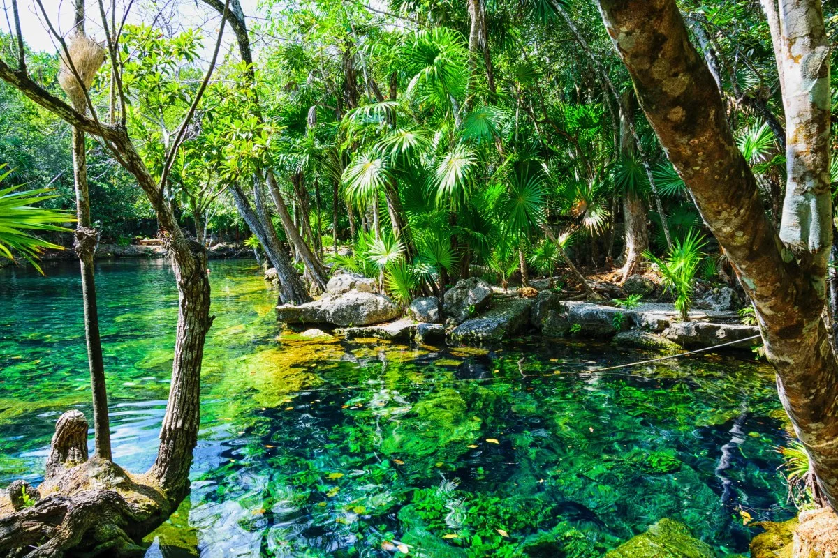 Natural swimming pool called cenote with amazing crystal clear sweet water, having a strong contrast, located on yucatan peninsula, mexico.