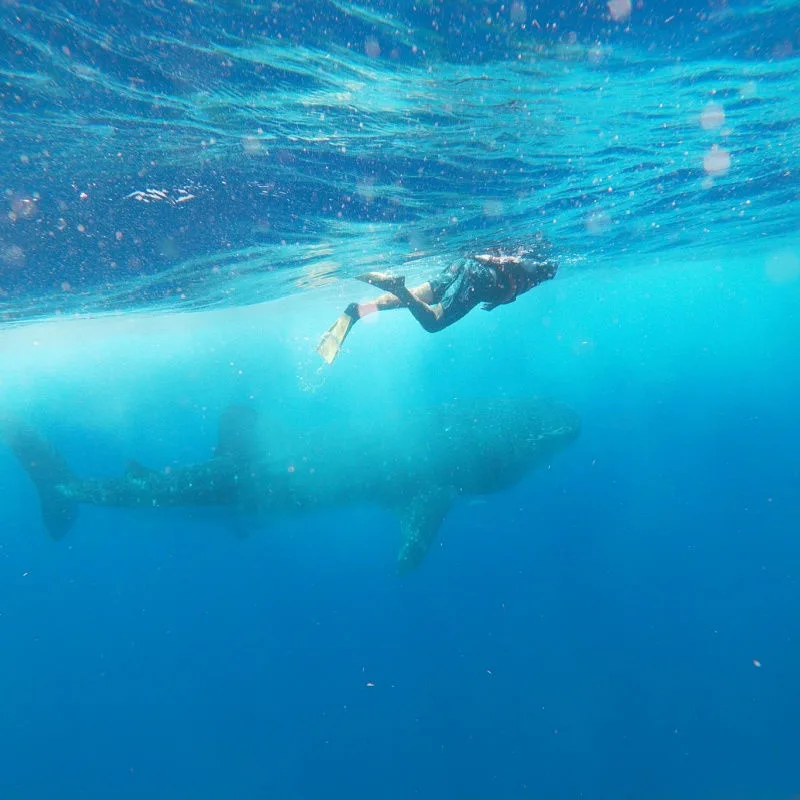 a traveler swimming with a whale shark in cancun 