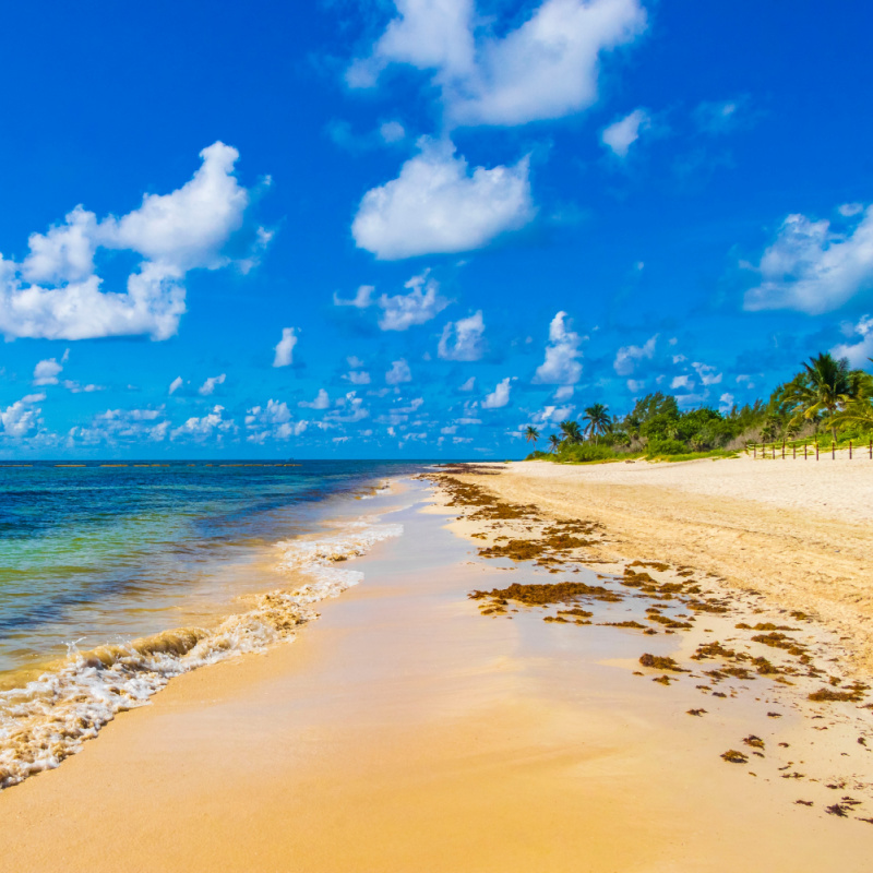 Playa del Carmen Beach with Very Little Sargassum