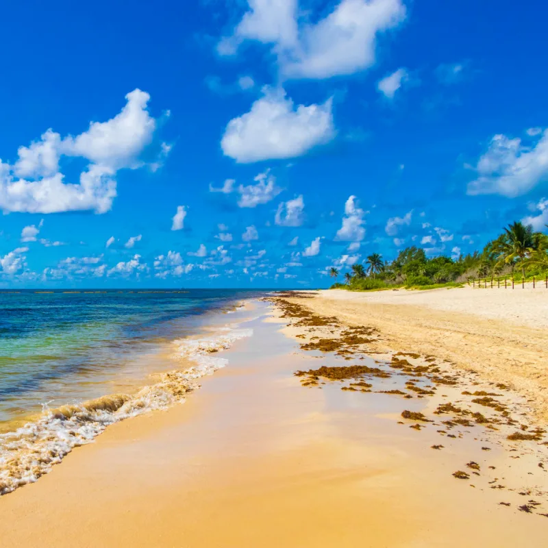 Playa del Carmen beach with very little Sargassum