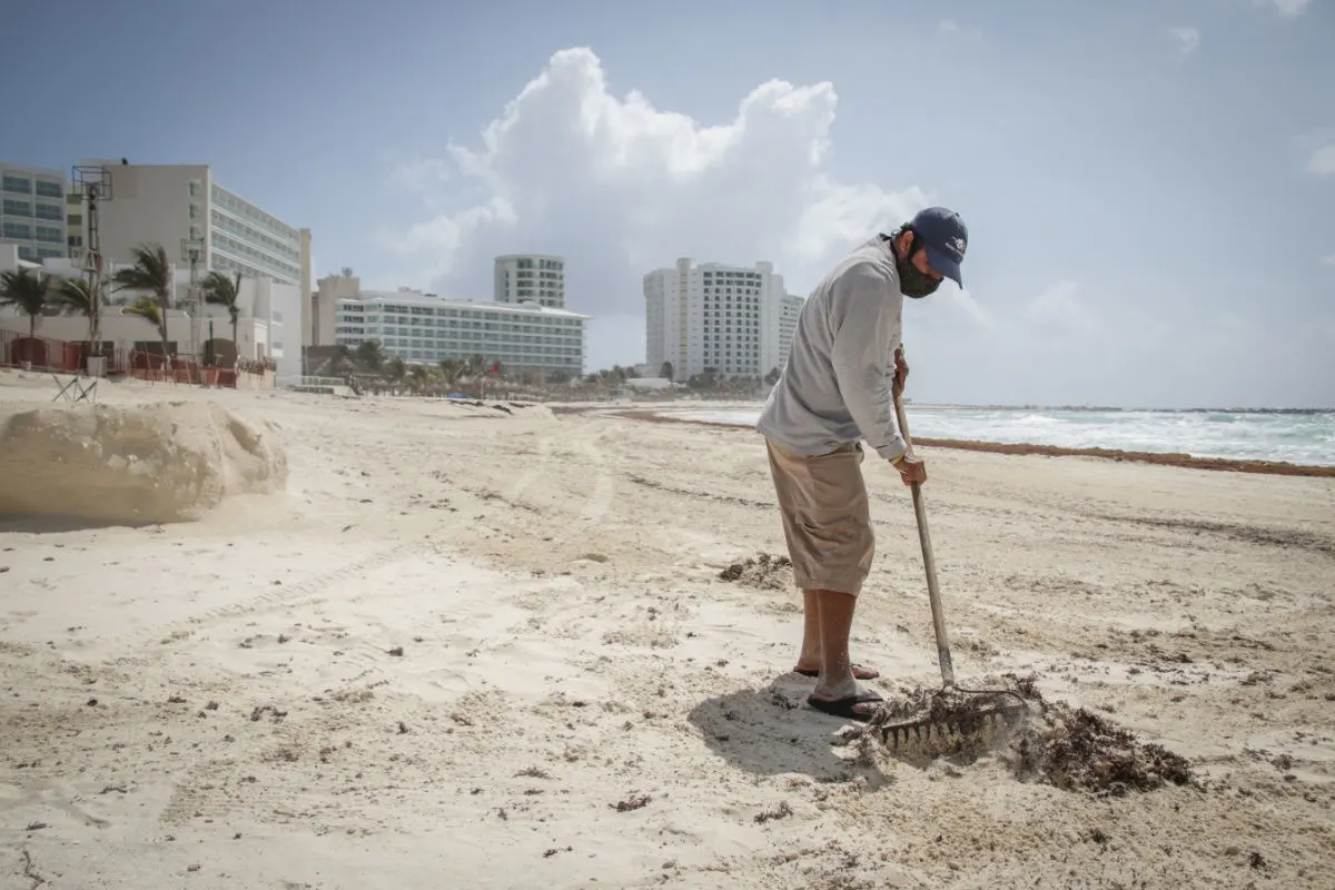 a cleaner removing sargassum seaweed from a cancun beach