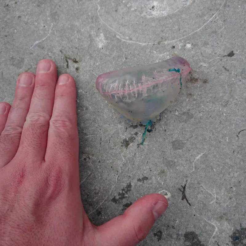 Person's Hand Next to a Portuguese Man O War