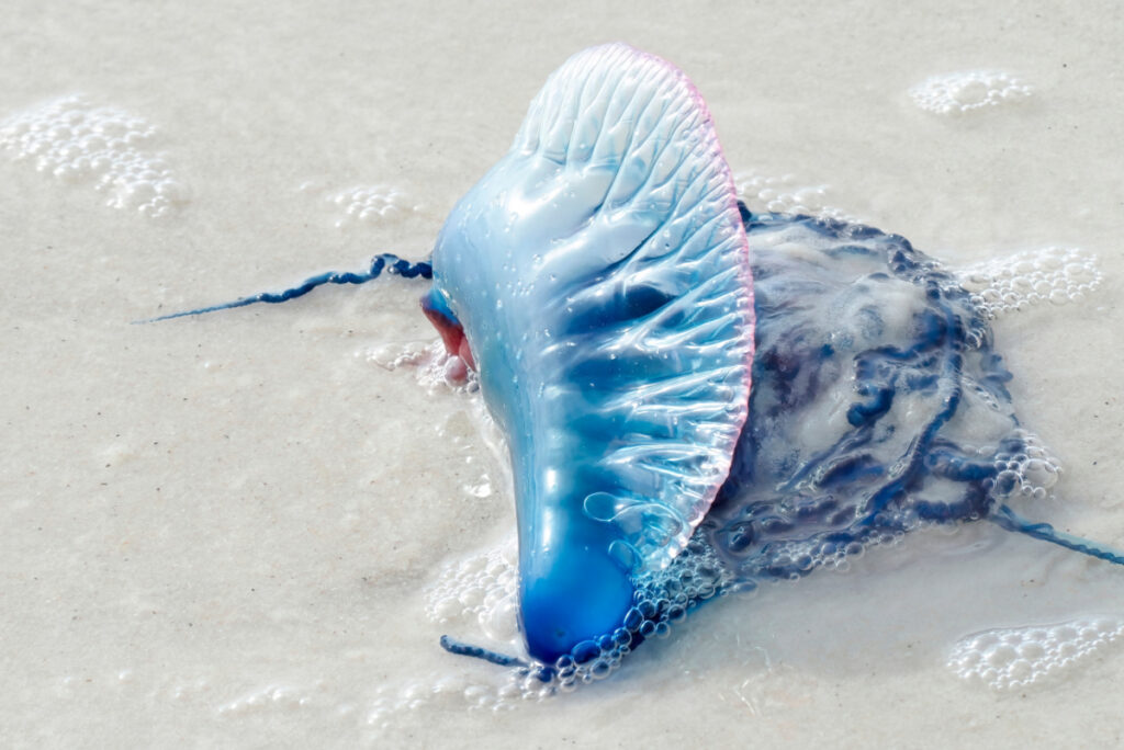 Portuguese Man O War on a White Sand Beach