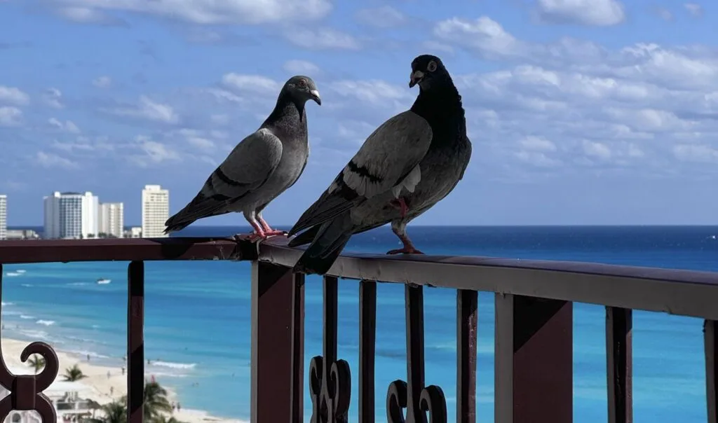Cancún Hotels Use Trained Hawks Combat Pigeon Problem, Sparking Ethical Debate